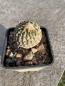 Preview: Encephalocarpus strobiliformis